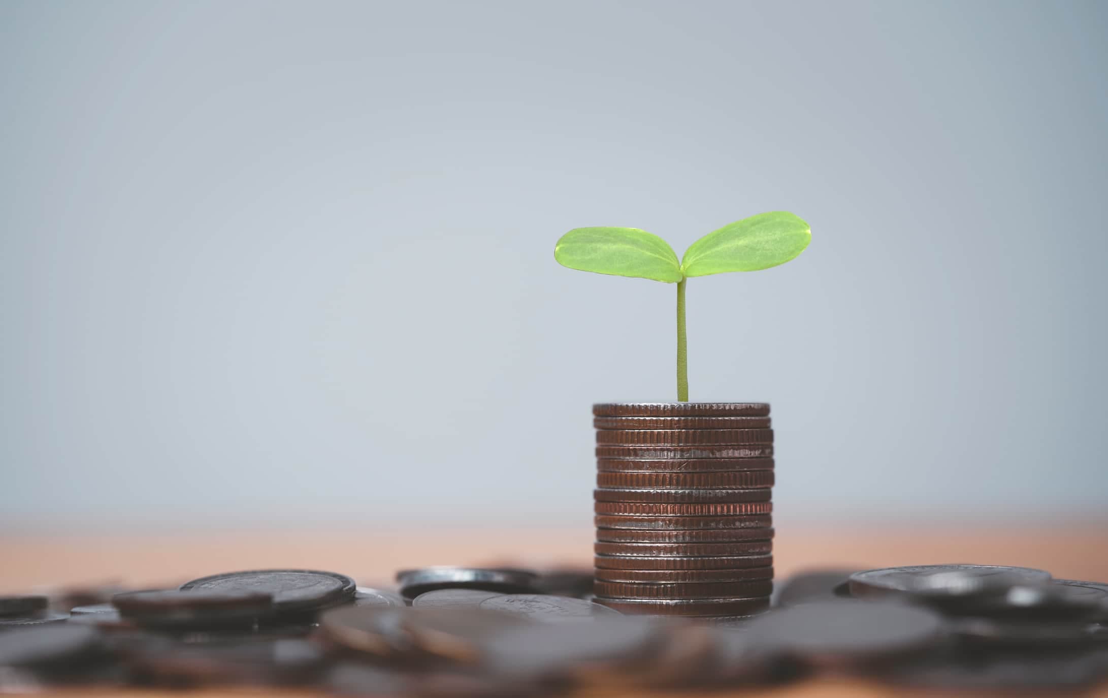 Picture of small plant sprouting from a planter